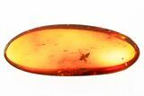 Fossil Biting Midge (Ceratopogonidae) in Baltic Amber #272246-1